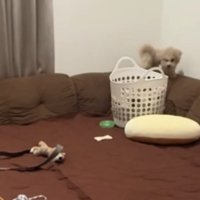 ソファの背に乗る犬