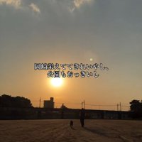 公園を散歩する柴犬