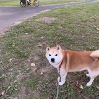 見つめる犬