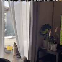 「お外に行ったはず…」