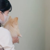 トリマーに抱っこされて、飼い主を見送る犬