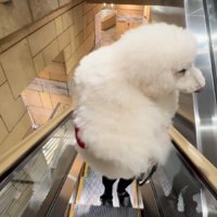 エスカレーターでも…