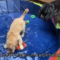 おもちゃで遊ぶるこる君