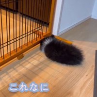 丸まるレイくん