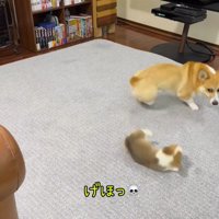 カーペットの上に転がる子犬
