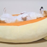 クッションの真ん中で寝る中型犬