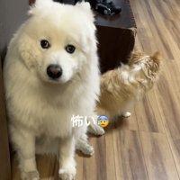 不安そうに座る犬
