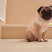 いじけ気味のぷぅちゃん