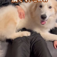 潰されたママ