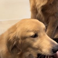 口からものを出すゴールデン