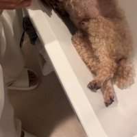 おじいちゃん犬のシャンプー