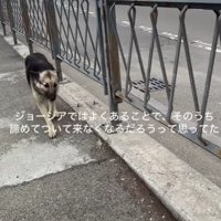 後をついてくるわんこの姿が…
