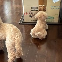 外から子猫を見守ることも