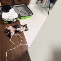 床に寝転がる小型犬