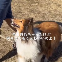 ソフィーちゃんのビフォーアフター9
