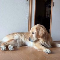 おしりを見つめる犬2