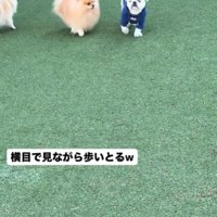 並んで歩く2匹の犬1
