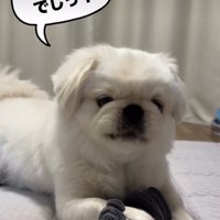 靴下を持つ犬