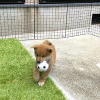 ボールをくわえて走る柴犬パピー