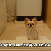 最後はお座りして待ってくれます