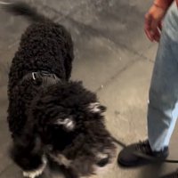 フランくんとママさんの再会9