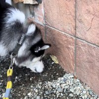 ナラちゃんの行動6