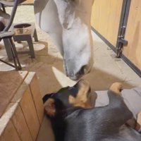 横になる犬を見つめる馬