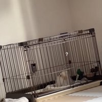 必死で首をかしげてます