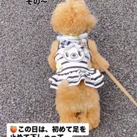 老人の方を見て鳴く犬