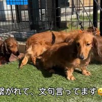 「もっと遊びたい！」とアピール中