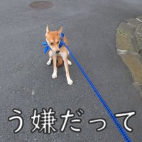 パック中のお母さんを見たワンジローくん4