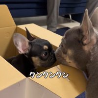 ととまる君＆らんまる君