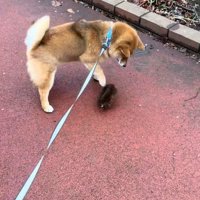 タワシを触ってみるりんちゃん