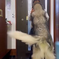 立ち上がるシンバくん