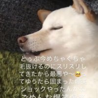 目を閉じる犬