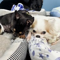 隣り合ったベッドに横になる黒い犬と白い犬