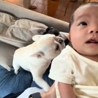 飼い主に抱っこされて天井を見つめる赤ちゃん