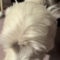 「けど甘えたい…」