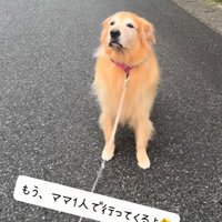 置いて行かれても平気な大型犬