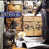飼い主に叱られながらも、かゆそうな犬