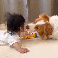 赤ちゃんを遊びに誘うまめ君4