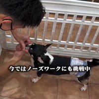 横を向く犬