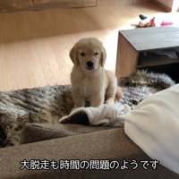 ちゃっかり脱走して得意げなお顔♪