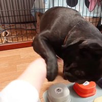 飼い主の手に前足を乗せて振り払おうとする妹犬