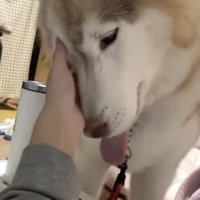 心配してるみたい