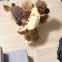 モコちゃんと飼い主さんの再会7