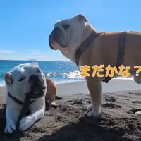 海で遊ぶブルドッグ