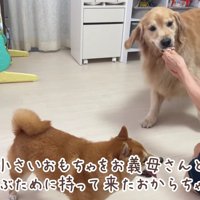 「これ引っ張って～♪」