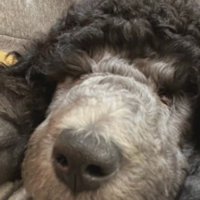 まるで天使のような子犬期