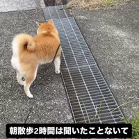 散歩中に立ち止まる柴犬